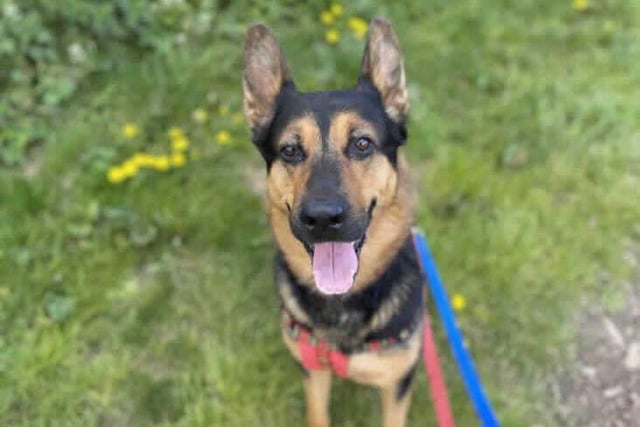 Handsome Jake is on the lookout for a forever home after his owners had a change in circumstances and sadly could not care for him anymore. He is a very sweet boy but can be wary of new people and he does sometimes bark at new faces. Jake is at Southridge Animal Centre.