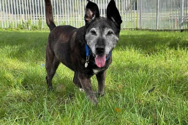 Molly is a sweet older girl, who loves her friend Toffee and is looking to be rehomed with him. She can be quite unsure around new people and will need a really slow introduction to any new people, including when she is settled in the home in the future.  Molly is at Southridge Animal Centre.