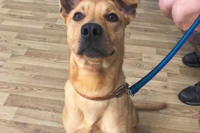 Gracie is looking for a new home after her new owners found they were unable to meet her welfare needs and asked RSPCA inspectors for help. Gracie is a lively girl and is looking for a family experienced in owning medium to large breed, young boisterous dogs. Gracie is at Millbrook Animal Centre.