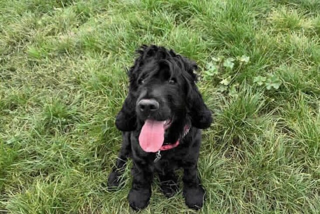 Hattie will need an experienced owner who is prepared to continue her training classes. Cockers are a working breed and as such have a high drive which needs addressing. Hattie is at Southridge Animal Centre.