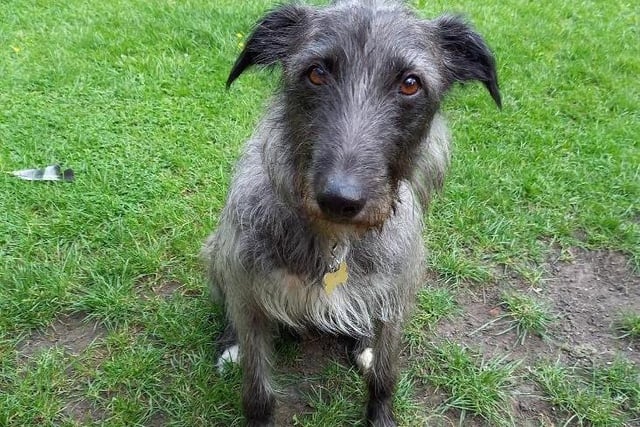 Zorro is a male 2 year old lurcher cross. Zorro is such a playfull, cuddly boy who loves attention, he will really steal your heart and cant wait to find his new forever home.  Zorro is at RSPCA Basingstoke & Andover Branch.