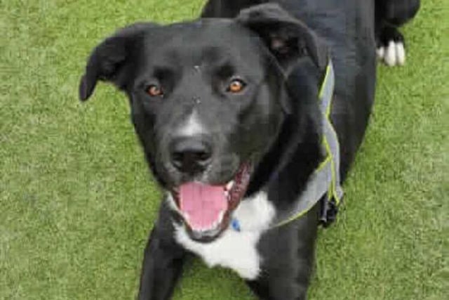 Sam is a very sweet boy and loves everyone he meets, Sam is a typical young dog and can be very playful. Sam is a big boy and he can be strong on the lead so he is going to need a home that can physically hold him and exercise him. Sam is at Millbrook Animal Centre
