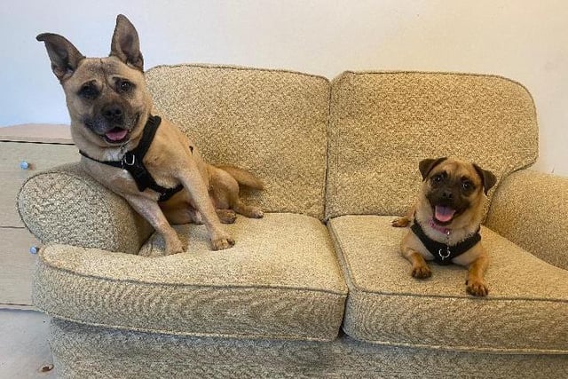 Devoted couple Skyla and Tater are looking for a forever home together. The inseperable pair love hanging out together and playing. Both of them know basic commands.The pair are at Brighton Animal Centre.