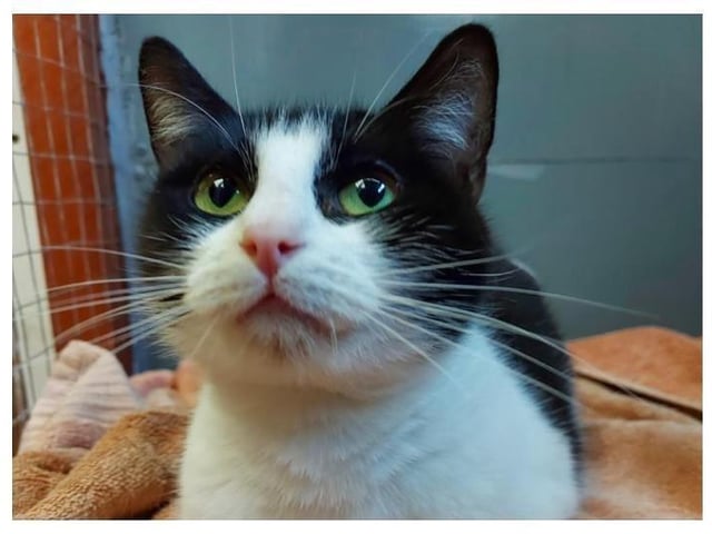 Bubbles is a very sweet girl, with a lovely laid back character. She loves a fuss and cuddle. She could live with another cat or calm dog. If you would like more information or to view bubbles please call the cattery on 01733 221112  mon - sun 9am - 4pm.