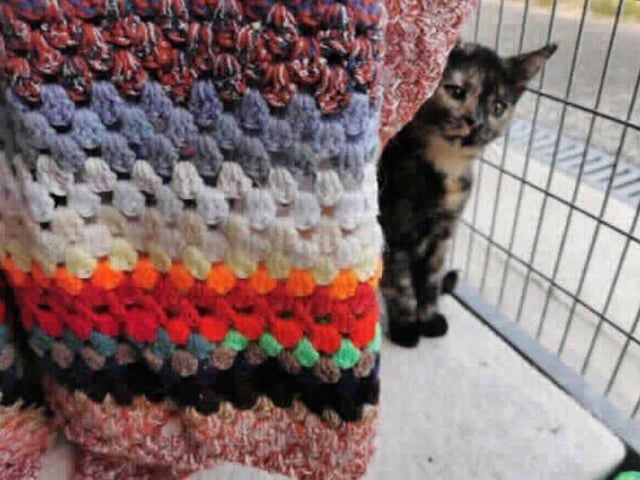 This lovely little girl was brought to the centre with her sister after been found straying
On examination Duffy and her sister Pepper were both found to be suffering from cat flu. They were treated by our vet and now that they are well they are ready to find the new home.

We are looking for a home where they can go as a pair with no other cats in the household, but maybe a calm dog that has been used to cats.

Duffy and Pepper can be a little nervous at first when meeting new people so a little time will be needed to socialize and settle them into their new home.
They will need a room where they can settle until they are ready to explore their new surroundings.