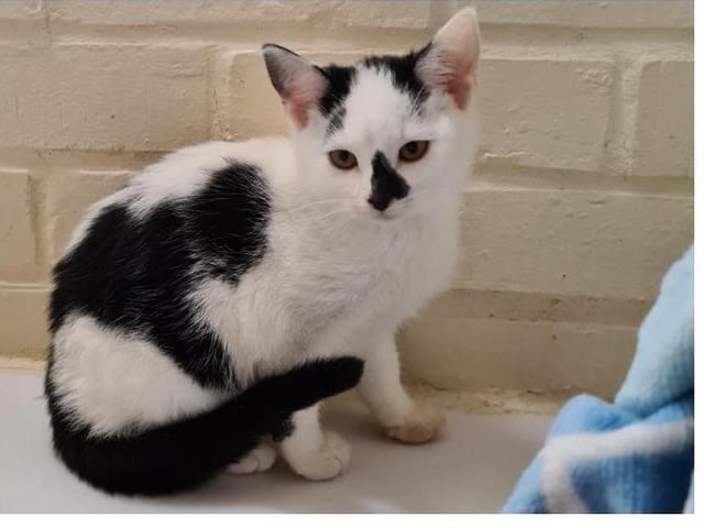 Lola is a very sweet little kitten, she is around 10 weeks old. She is looking for a home that can bring her out of her shell and give her time and lots of cuddles and fuss. She could live with another cat and may be a calm dog also. If you would like more information or to view lola please call the cattery on 01733 221112 mon - sun 9am - 4pm.