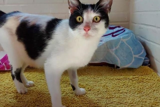 Petal is an outgoing lovely girl, she loves a fuss and a cuddle. She is around 2 years old. She could possibly live with another cat or calm dog, she does love her food so may need to be fed separately from another pet as she will push them out the way for the food. She has a lovely character. If you would like to view or ask more information on Petal please contact the cattery on 01733 221112 mon - sun 9am - 4pm