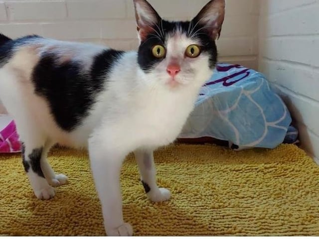 Petal is an outgoing lovely girl, she loves a fuss and a cuddle. She is around 2 years old. She could possibly live with another cat or calm dog, she does love her food so may need to be fed separately from another pet as she will push them out the way for the food. She has a lovely character. If you would like to view or ask more information on Petal please contact the cattery on 01733 221112 mon - sun 9am - 4pm