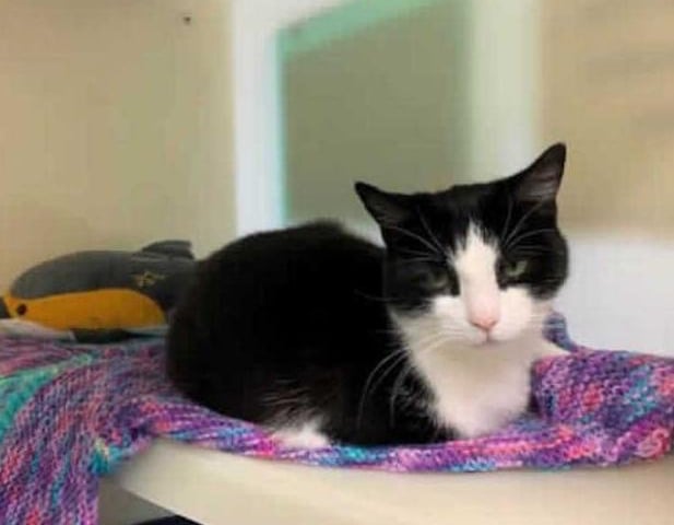 This pretty lady is Rose. Rose came into our care requiring extensive veterinary treatment due to a severe flea allergy. After some much needed veterinary treatment and some TLC here at the centre she is now ready to find her forever home.
Rose can come across as a little shy initially when meeting new people, but once she feels reassured she can be a sweet girl with a lot of love to give. She will accept a fuss when she feels comfortable and will take dreamies from you. Rose requires an adult only home with no other animals. A home on her own would be best suited where she can have all of the attention to herself.
Rose is an independent girl who knows what she likes and is not afraid to let you know if she wants her own space, but we feel she would make a perfect and very loving addition to the right home. She will need that extra bit of TLC for her to blossom into the sweet girl we see here at the centre.