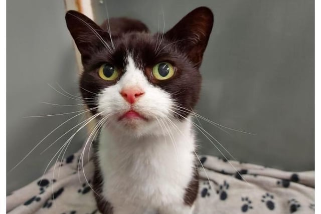 Sooty is a lovely boy he is 6 years old, a gentile boy. He loves to have a fuss and a cuddle. He came in with sweep and Tom. If you would like more information on sooty please call 01733 221112 mon  - sun 9am - 4pm