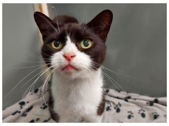 Sooty is a lovely boy he is 6 years old, a gentile boy. He loves to have a fuss and a cuddle. He came in with sweep and Tom. If you would like more information on sooty please call 01733 221112 mon - sun 9am - 4pm