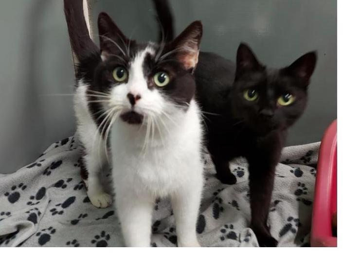 Tom is an der boy of 8 years old, but doesn't show his age. He is a loving boy that loves a fuss and a cuddle and will even dribble when having a fuss. If you would like more information on him please call 01733 221112 mon - sun 9am - 4pm