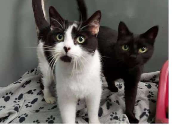 Tom is an der boy of 8 years old, but doesn't show his age. He is a loving boy that loves a fuss and a cuddle and will even dribble when having a fuss. If you would like more information on him please call 01733 221112 mon - sun 9am - 4pm