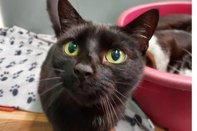 Sweep is a very sweet girl she is around 4 years old. She loves th have a fuss and will sit on your shoulder and lay there for some time just to be with you. She has lived with cats before Tom & Sooty are from the same household with her. If you would like more information on sweep please call 01733 221112 mon - sun 9am - 4pm