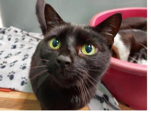 Sweep is a very sweet girl she is around 4 years old. She loves th have a fuss and will sit on your shoulder and lay there for some time just to be with you. She has lived with cats before Tom & Sooty are from the same household with her. If you would like more information on sweep please call 01733 221112 mon - sun 9am - 4pm