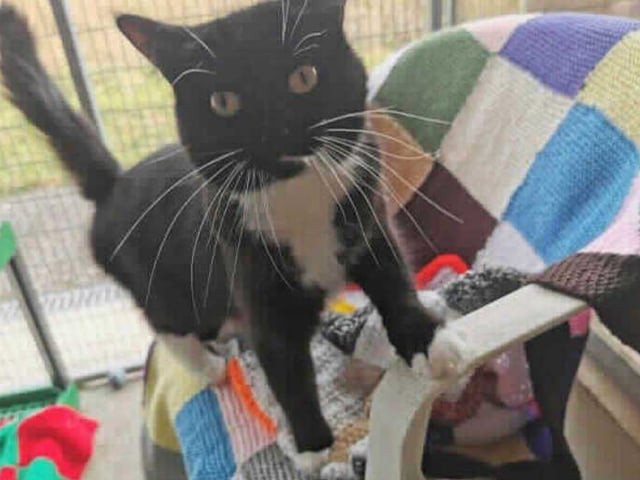 Marsha is a lovely lady who came into us as a stray with kittens. Due to the kittens being over 8 weeks now, she is ready to retire from her mothering duties and look for her forever home.

Marsha is quite a confident cat and is usually keen for attention. When she is settled, she is generally affectionate and isn't too scared of being brushed. Marsha is an independent girl, however, she can be quite curious to see what you are up to.

She is happy to interact on her terms and providing everyone in the house accepts this, she could get on well with children. Marsha would prefer to be the only pet in the household in order to reach her full potential.