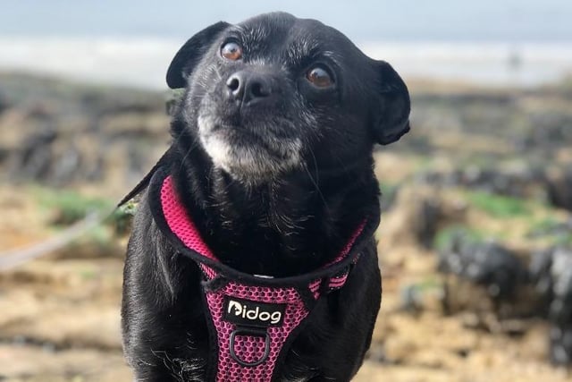 Eight-year-old Georgie is a Pug-cross who likes to 'chatter' to people and loves cuddles. He is looking for a home with his best friend Scotty.
