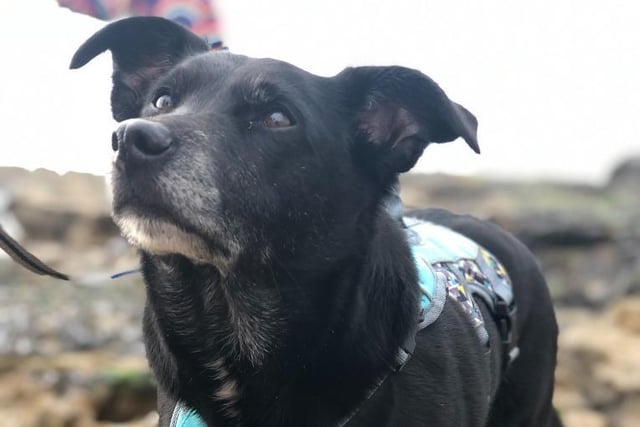 10-year-old Scotty is an adventurous Collie-cross with a lot of love to give. He is looking for a home with his best friend Georgie.