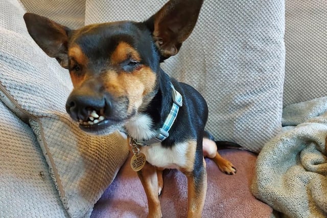 Two-year-old Chance is a confident cross-breed who was born blind and with a cleft palette. His favourite thing to do is snuggle.