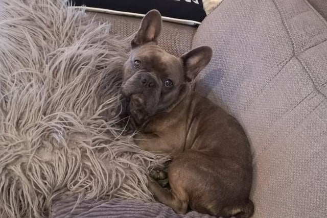 Two-year-old Teddy is a loving, silly French Bulldog who is full of energy. He loves nothing more than lapping up the attention from his foster family.