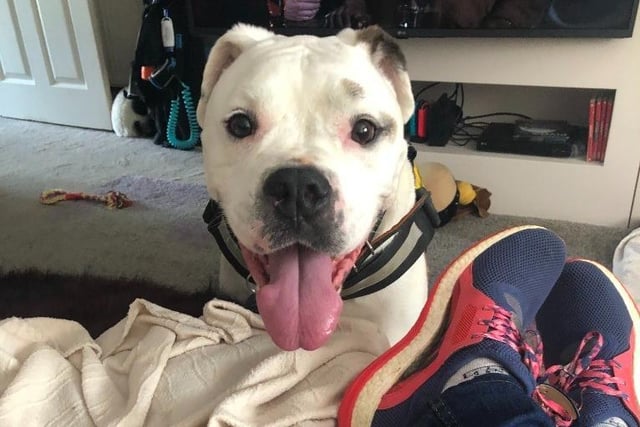 Seven-year-old Dozer is an Old Tyme Bulldog and has been described as a 'gentle giant'. He enjoys spending his days snoozing on the sofa.
