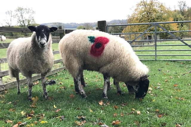 One of the sheep at Rectory Farm in Great Easton (home of Eyebrook Wild Bird Feeds) is displaying a poignant message today.