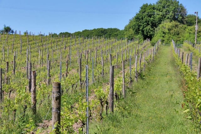 The vineyard has 2.8 hectares of established vines. SUS-211116-083219001