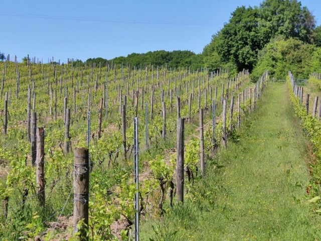 The vineyard has 2.8 hectares of established vines. SUS-211116-083219001