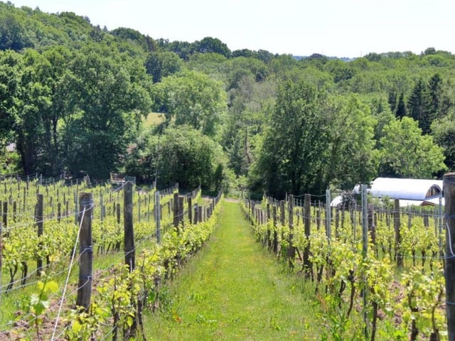 As well as planted vines, the estate has a woodland nature trail SUS-211116-083207001