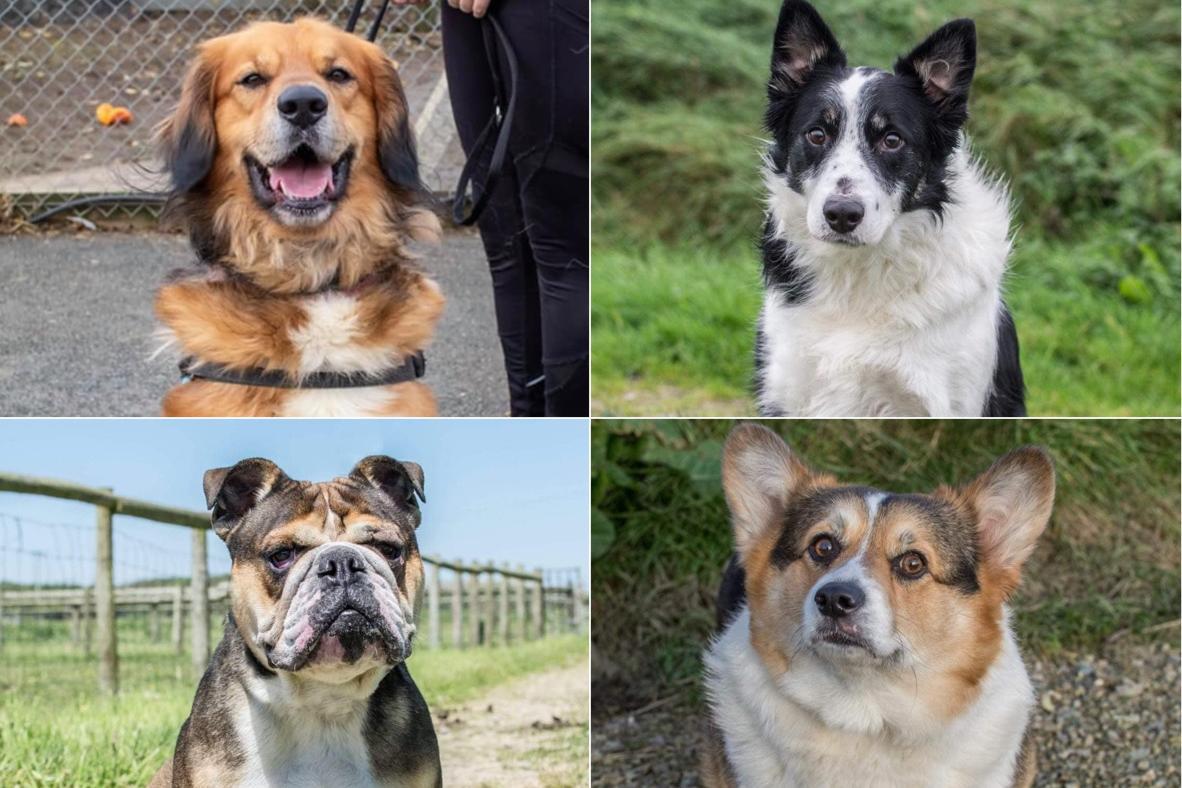 These beautiful dogs are currently up for adoption in Northamptonshire!