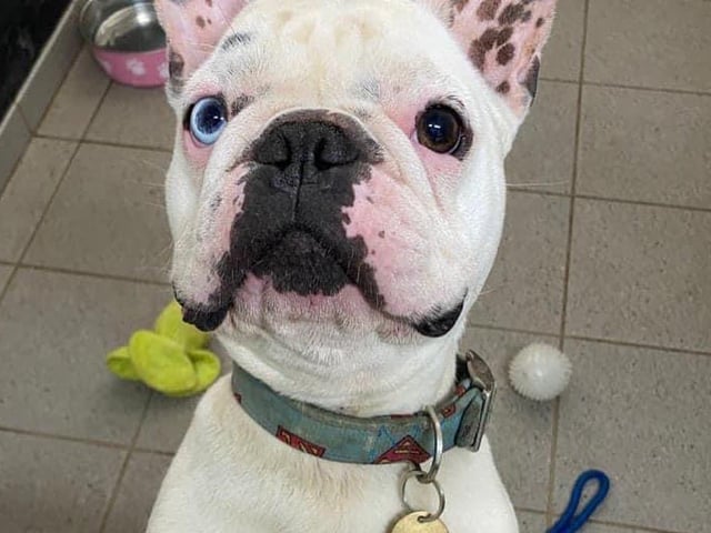 These lovable pooches from Animals In Need Northamptonshire need new homes. Could this be the latest addition to your family?