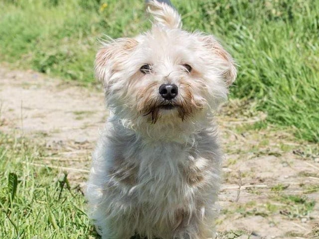 These lovable pooches from Animals In Need Northamptonshire need new homes. Could this be the latest addition to your family?
