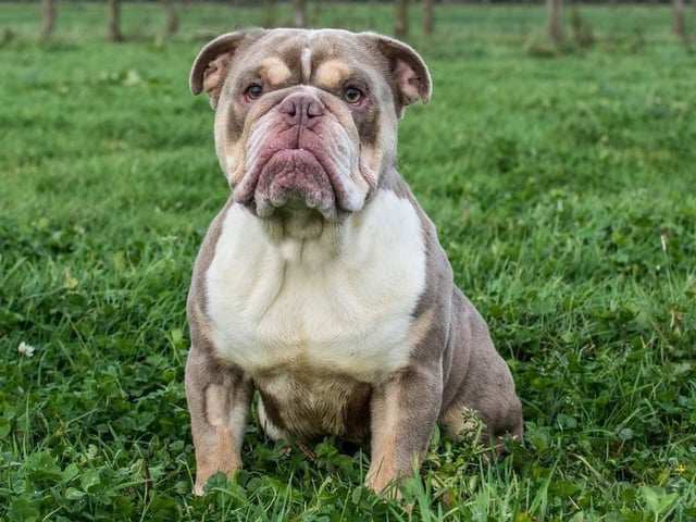 These lovable pooches from Animals In Need Northamptonshire need new homes. Could this be the latest addition to your family?