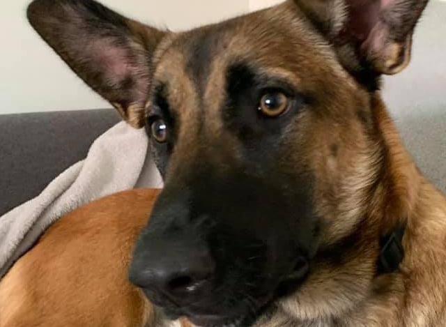 These lovable pooches from Animals In Need Northamptonshire need new homes. Could this be the latest addition to your family?