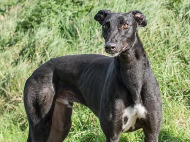 These lovable pooches from Animals In Need Northamptonshire need new homes. Could this be the latest addition to your family?