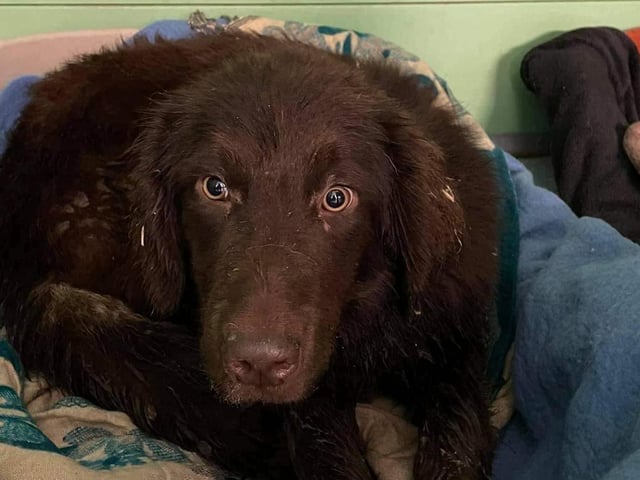 These lovable pooches from Animals In Need Northamptonshire need new homes. Could this be the latest addition to your family?
