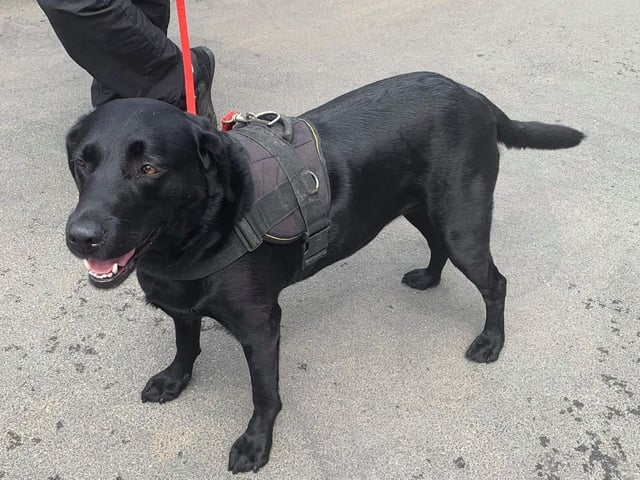 These lovable pooches from Animals In Need Northamptonshire need new homes. Could this be the latest addition to your family?