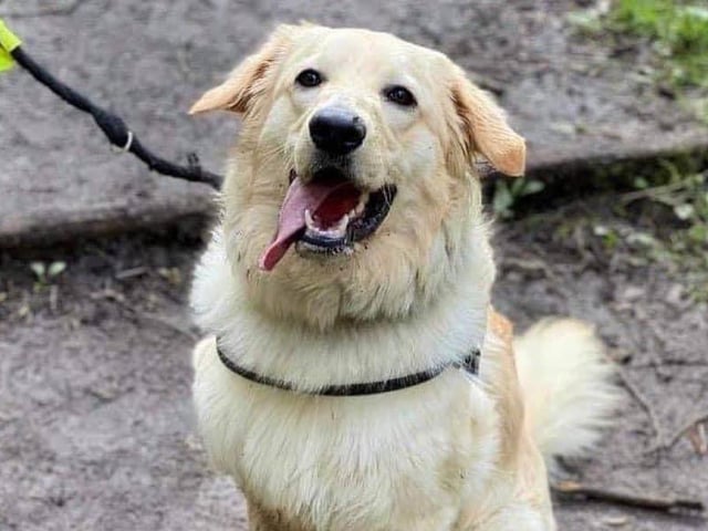 These lovable pooches from Animals In Need Northamptonshire need new homes. Could this be the latest addition to your family?