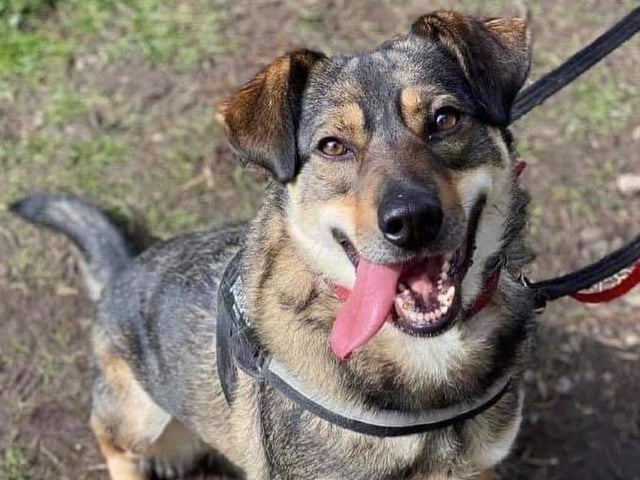 These lovable pooches from Animals In Need Northamptonshire need new homes. Could this be the latest addition to your family?