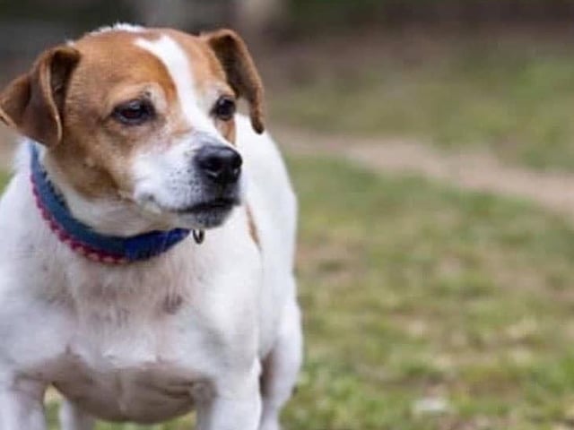 These lovable pooches from Animals In Need Northamptonshire need new homes. Could this be the latest addition to your family?