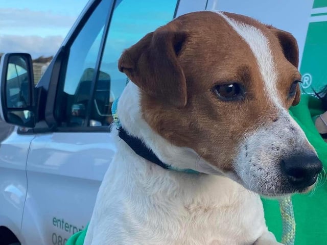 These lovable pooches from Animals In Need Northamptonshire need new homes. Could this be the latest addition to your family?