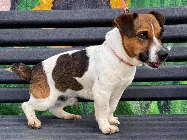These lovable pooches from Animals In Need Northamptonshire need new homes. Could this be the latest addition to your family?