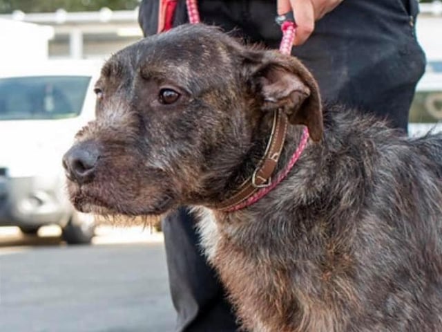 These lovable pooches from Animals In Need Northamptonshire need new homes. Could this be the latest addition to your family?