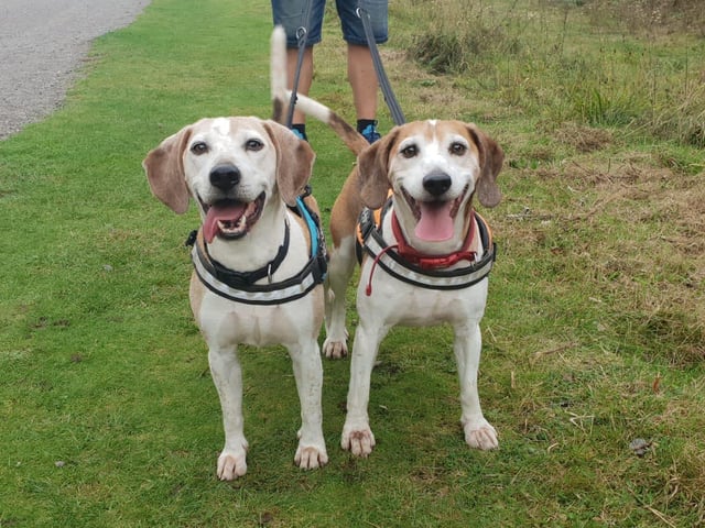 These lovable pooches from Animals In Need Northamptonshire need new homes. Could this be the latest addition to your family?