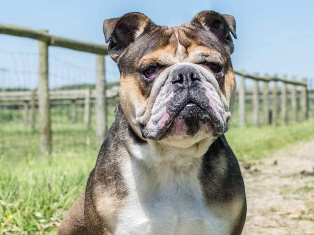 These lovable pooches from Animals In Need Northamptonshire need new homes. Could this be the latest addition to your family?