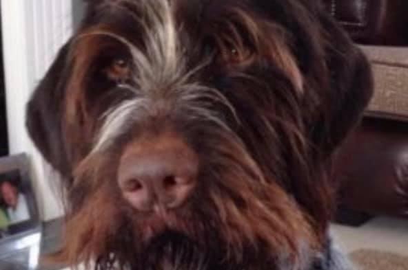 These lovable pooches from Animals In Need Northamptonshire need new homes. Could this be the latest addition to your family?