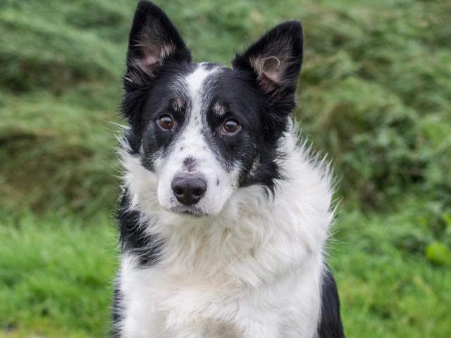 These lovable pooches from Animals In Need Northamptonshire need new homes. Could this be the latest addition to your family?