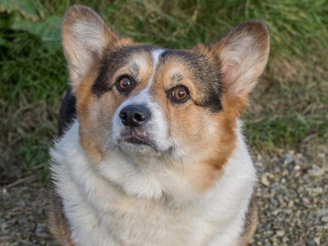 These lovable pooches from Animals In Need Northamptonshire need new homes. Could this be the latest addition to your family?