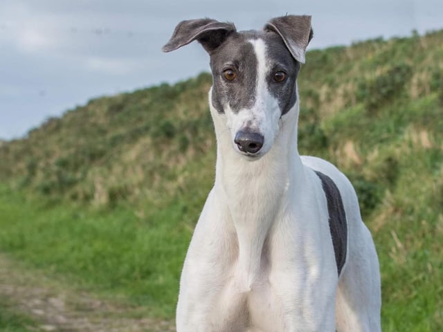 These lovable pooches from Animals In Need Northamptonshire need new homes. Could this be the latest addition to your family?