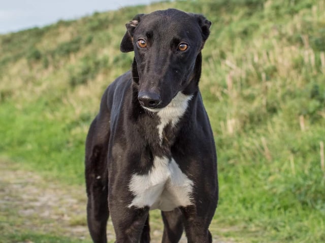 These lovable pooches from Animals In Need Northamptonshire need new homes. Could this be the latest addition to your family?